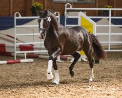 dressage horse Valido's Smoky Black (German Riding Pony, 2016, from Valido's Highlight)