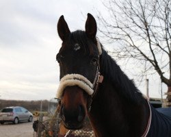 horse Great Darkness Fire (Hanoverian, 2013, from Gem of India)