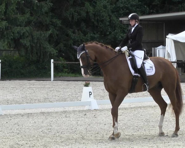 Reitturnier Illertissen 2017