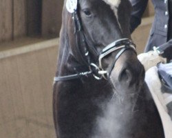 dressage horse Marley 27 (German Sport Horse, 2014, from Metteur)