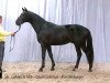 stallion Gallardo (Hanoverian, 2013, from Galayo La Silla)