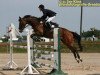 dressage horse Elbina R (Sachse, 2001, from Aramon)