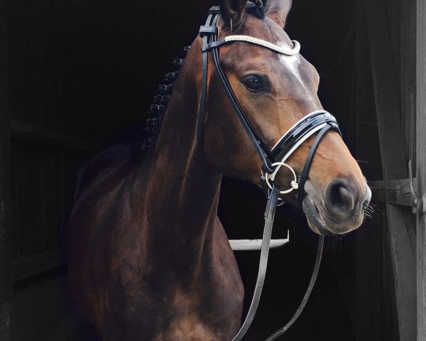 dressage horse Lucky Lemony (German Sport Horse, 2014, from Lemony's Nicket)