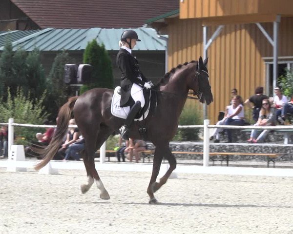 Reitturnier Illertissen 2017