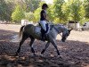 dressage horse Clyde 83 (Hungarian Warmblood, 2012)