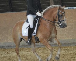 dressage horse Mario (Pony without race description, 2010, from Merlin)