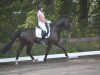 dressage horse Duke of Dreams 4 (Hanoverian, 2011, from Duke of Oldenburg)