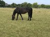 broodmare Tracy 86 (Holsteiner, 2003, from Carpaccio)