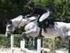 jumper Gattusa de Sorribas (Spanish Sport Horse, 2007, from Coronado I)