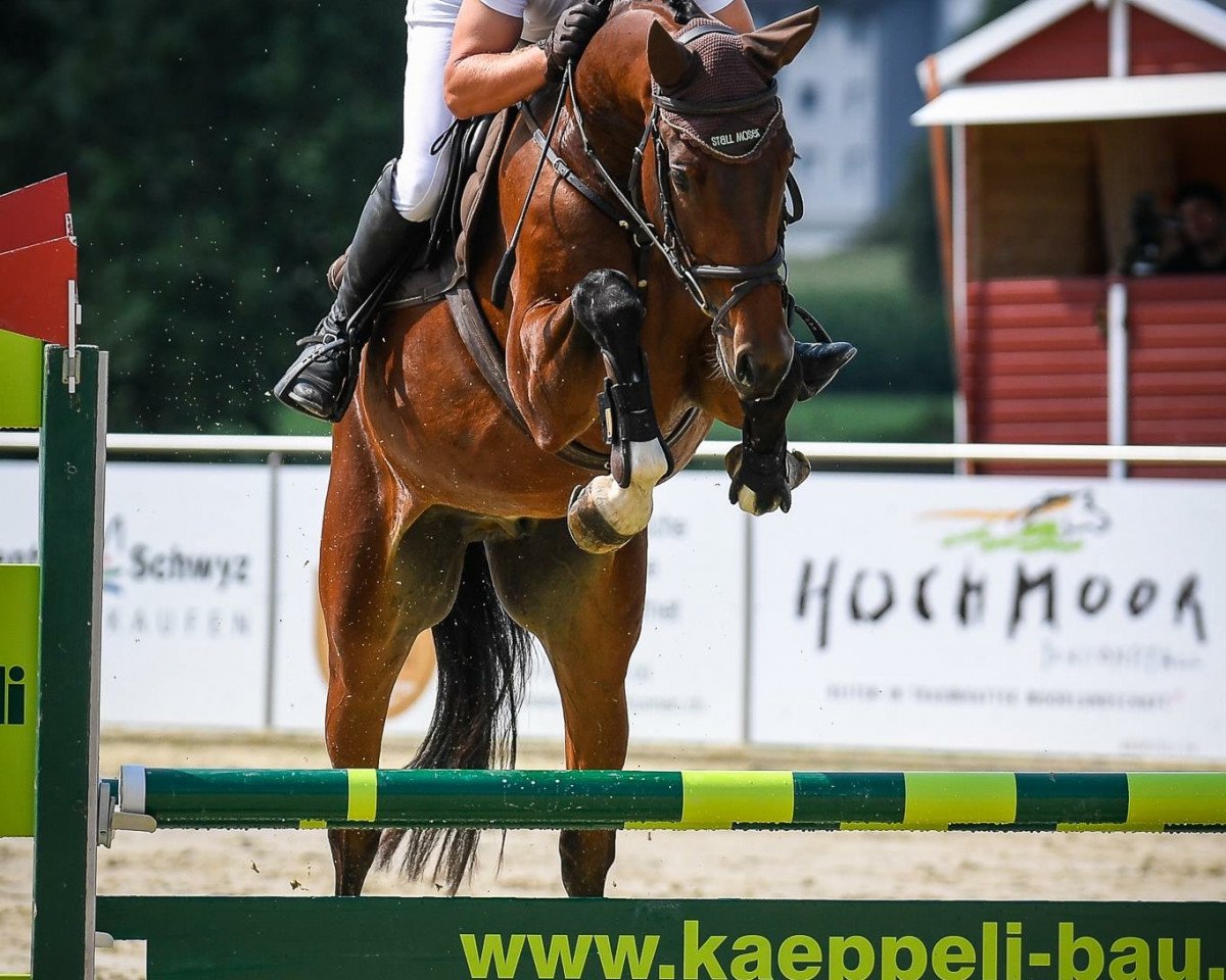 jumper Diazarro Von Ringgenberg (Oldenburg, 2014, from Diarado)