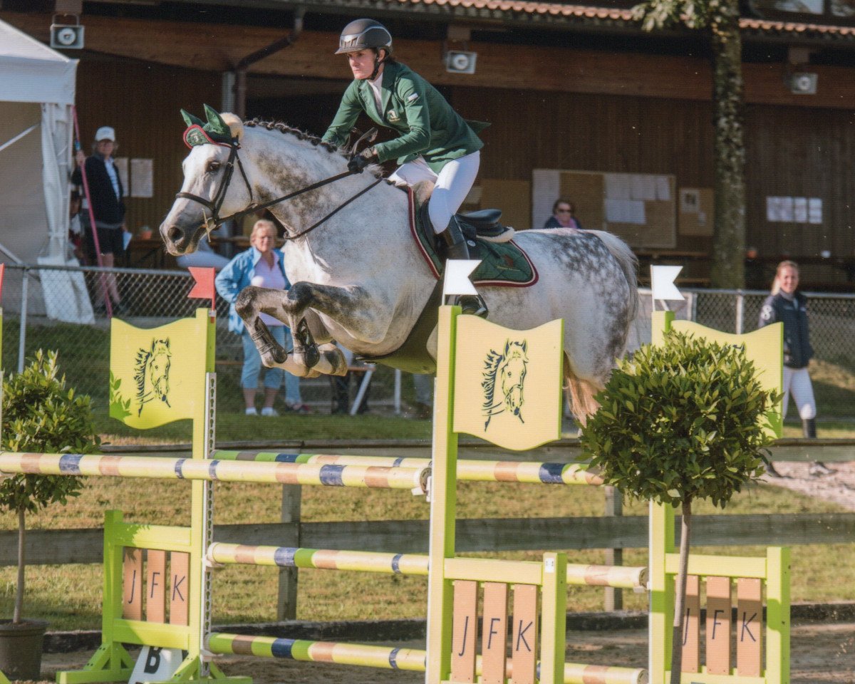 Springpferd Capitano B Z (Zangersheide Reitpferd, 2007, von Crown Z)