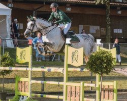 Springpferd Capitano B Z (Zangersheide Reitpferd, 2007, von Crown Z)