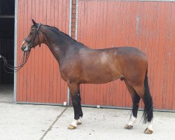 dressage horse Cosmic Caleo (Holsteiner, 2008, from Caretino)