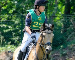 dressage horse Zyprianus 2 (German Riding Pony, 2008, from Top Zento)