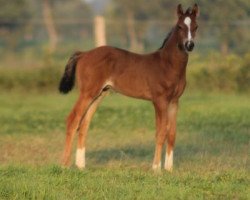 Springpferd Caipirol (Holsteiner, 2018, von Casall Ask)