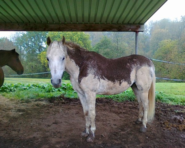 Pferd Osfari (Vollblutaraber, 1994, von Orashaan EAO)