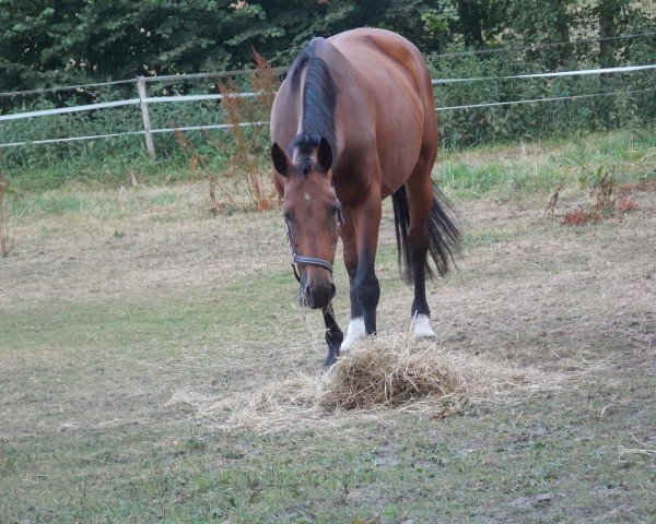 broodmare Attention Please (Holsteiner, 2008, from Corrido 4)