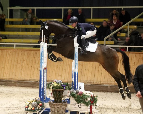 jumper Lord Levistano (German Sport Horse, 2008, from Levistano)