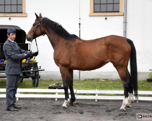 broodmare Decyma (Little-Poland (malopolska), 2004, from Chef Supreme xx)