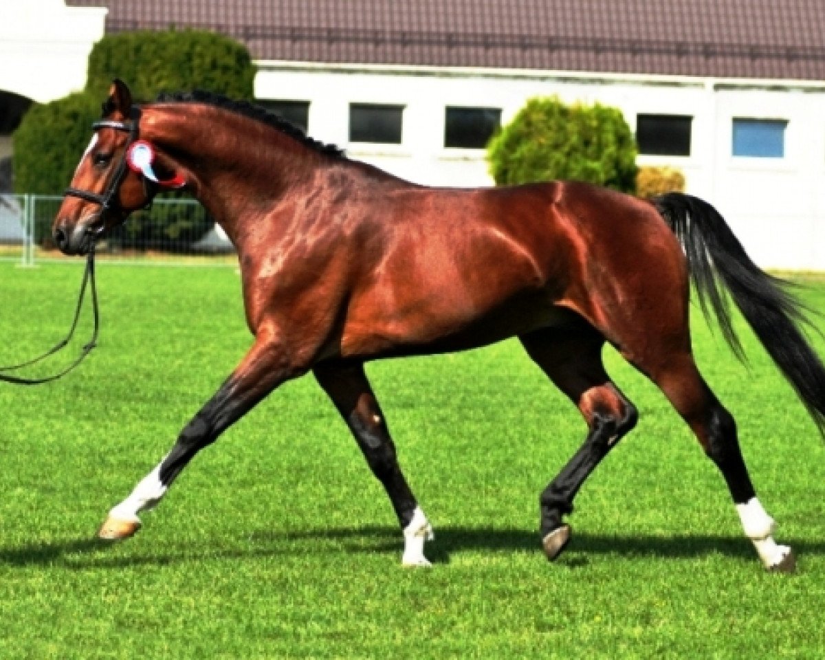 stallion Vulkan L (Westphalian, 2006, from Vulkano FRH)