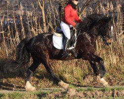 Pferd Ostwind (Tinker / Irish Cob / Gypsy Vanner, 2010)