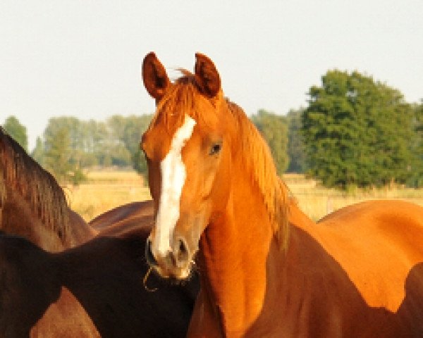 broodmare Schwalbengold (Trakehner, 2017, from High Motion 2)