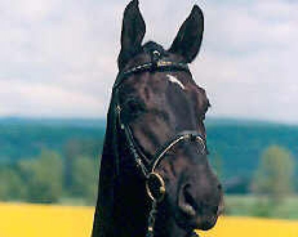 horse Savigny (Trakehner, 1991, from Hennessy)