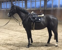 jumper Clyde 84 (anglo european sporthorse, 2015, from Caruso de Trebox)