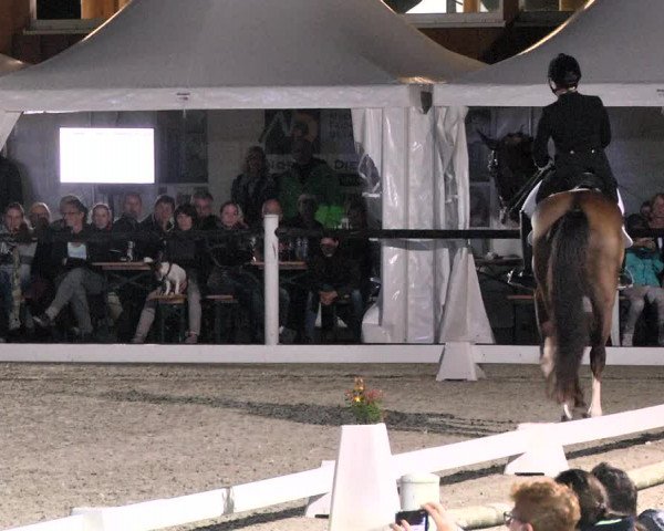 Reitturnier Illertissen 2017