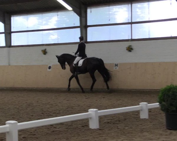 Reitturnier Datteln 2017