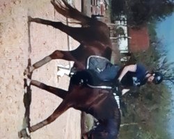 dressage horse Bailador de la Sol (Oldenburg, 2014, from Black Ruby)