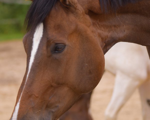 Pferd Wascera (Hannoveraner, 2011, von Wolkenstein II)