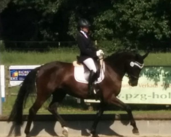 dressage horse Dark Rose 24 (Hanoverian, 2013, from Tannenhof's Download)