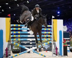 jumper Chadino (Oldenburg show jumper, 2005, from Chacco-Blue)