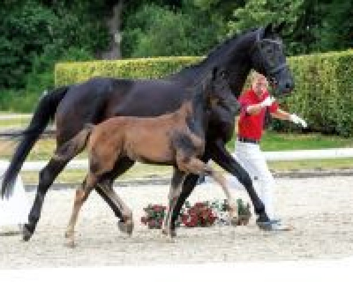 Dressurpferd Rising Sun TB (Westfale, 2018, von Rosendiamant)