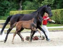 dressage horse Rising Sun TB (Westphalian, 2018, from Rosendiamant)