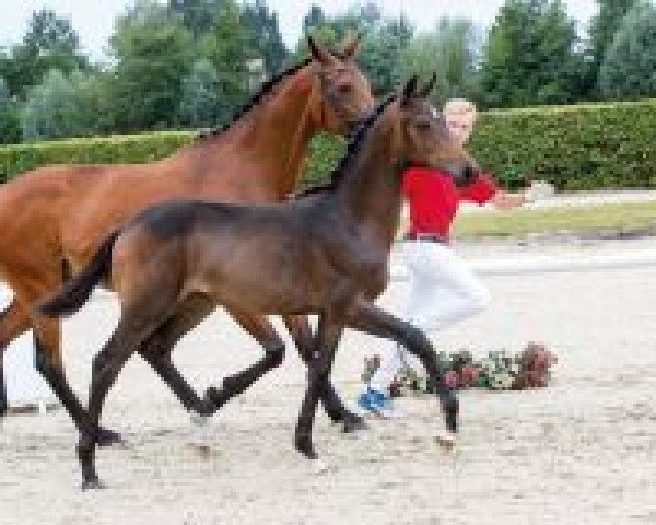 dressage horse Bridget (Westphalian, 2018, from Buckingham)