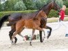 dressage horse Glenkenny (Westphalian, 2018, from Grey Flanell)