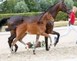 dressage horse Glenkenny (Westphalian, 2018, from Grey Flanell)