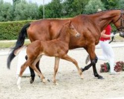 dressage horse Dampierre (Westphalian, 2018, from De Beau)