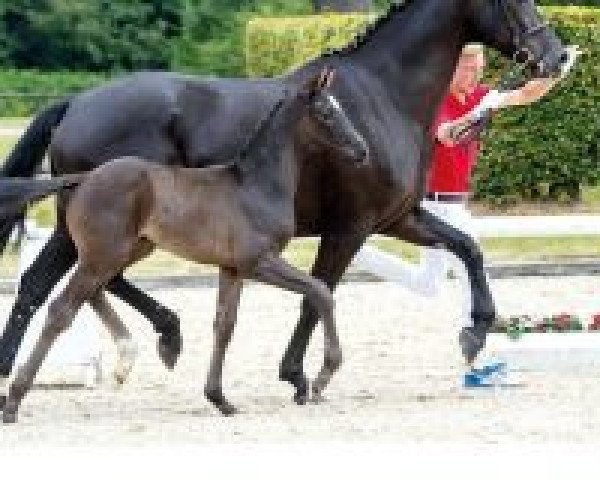 dressage horse Danino (Westphalian, 2018, from Danone 4)