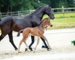 dressage horse Forward H&S (Westphalian, 2018, from Foundation 2)