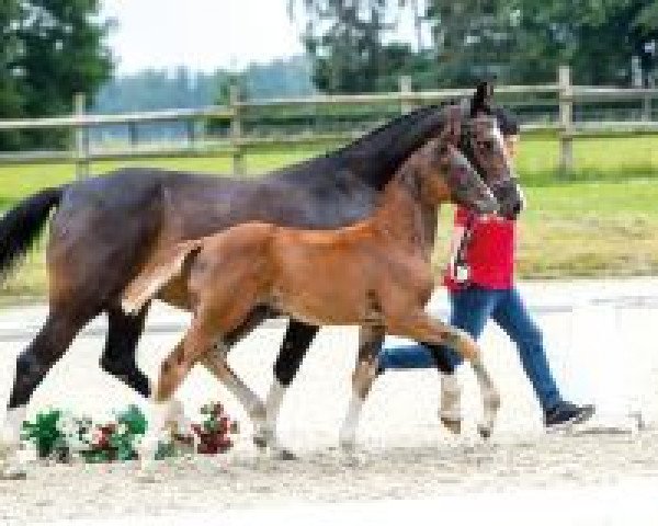 Pferd Nena W (Westfale, 2018, von Negro)