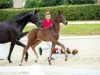 dressage horse Don Henri (Westphalian, 2018, from Don Martillo)