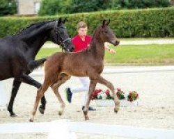 dressage horse Don Henri (Westphalian, 2018, from Don Martillo)