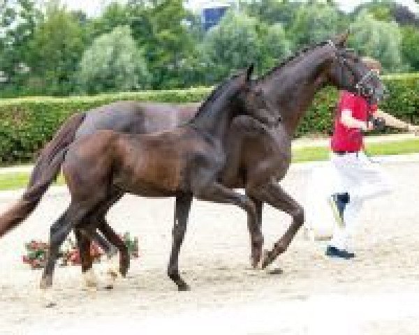 dressage horse Desperando (Westphalian, 2018, from Don Nobless)