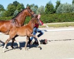 broodmare Zuria (Westphalian, 2018, from Zoom)