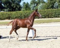 dressage horse Best Buddy 14 (Westphalian, 2018, from Callaho's Benicio)