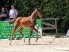 dressage horse Fiderallala (Westphalian, 2018, from Frascino)