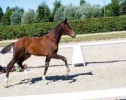 horse Zaira (Westfale, 2018, from Zoom)